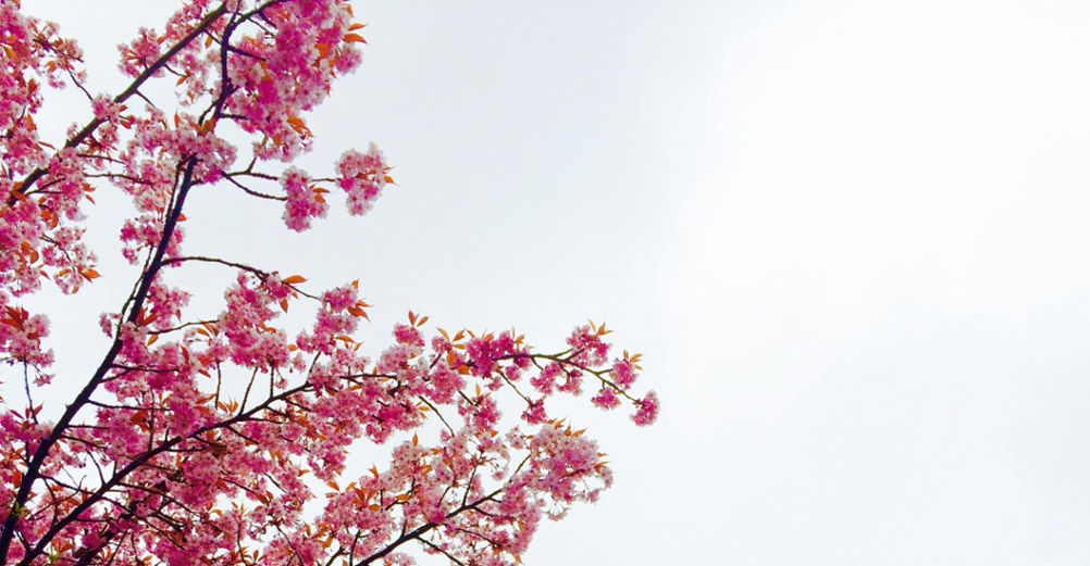 6 Fakta Menarik Dibalik Pesona Cherry Blossom
