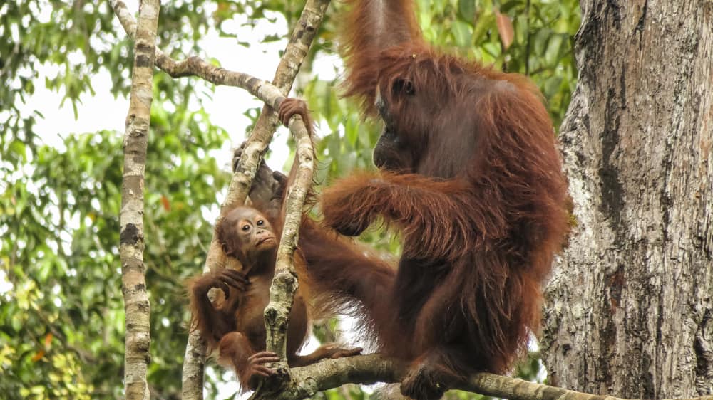 Kiehl’s Indonesia Luncurkan Pelukan Untuk Orang Utan