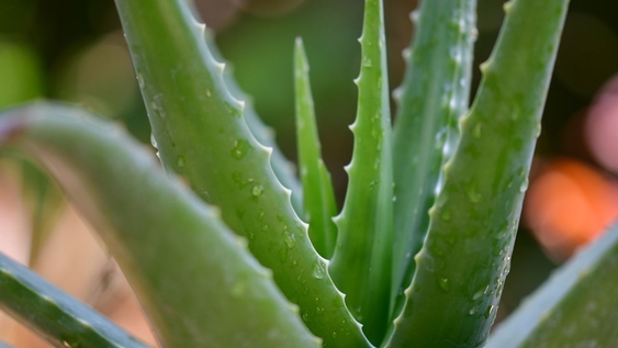 Aloe Vera: Selain Melembapkan, apa lagi manfaatnya?