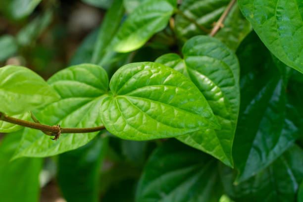 Manfaat Daun Sirih Untuk Wajah