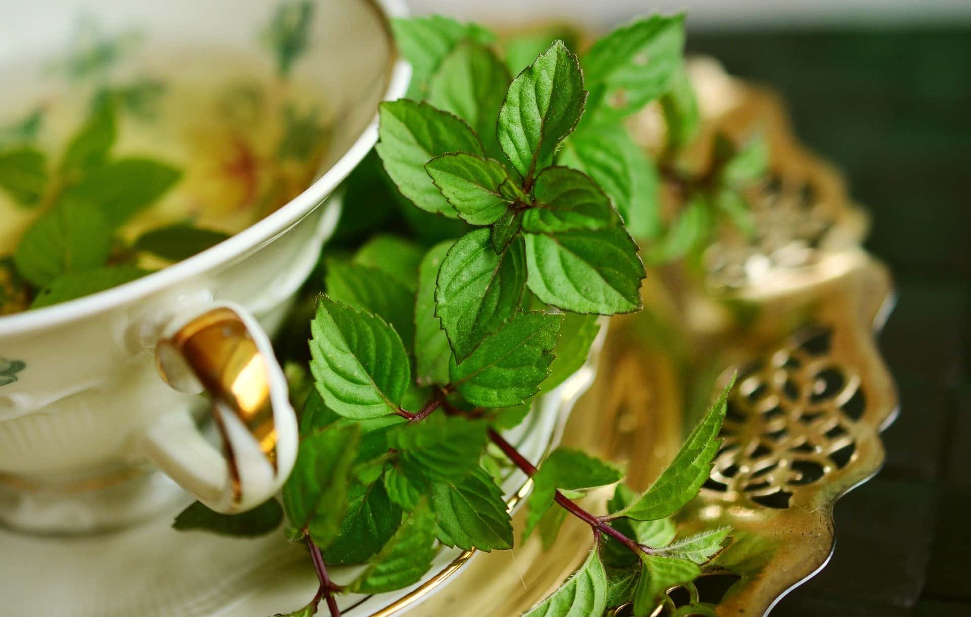 Kenali Manfaat Daun Mint Untuk Kesehatan Kulit