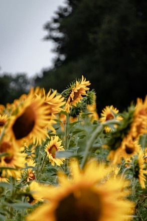 Wah! Inilah 7 Manfaat Sunflower Seed Untuk Kamu