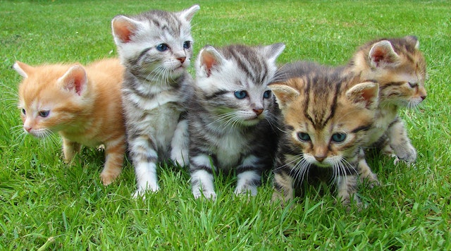 Rekomendasi Nama Kucing Yang Bagus Dan Lucu Untuk Kucingmu!